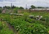 XI Congreso Latinoamericano de Agroecología 2026 Universidad de Chile será sede del XI Congreso Latinoamericano de Agroecología 2026