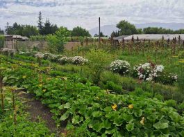 XI Congreso Latinoamericano de Agroecología 2026 Universidad de Chile será sede del XI Congreso Latinoamericano de Agroecología 2026