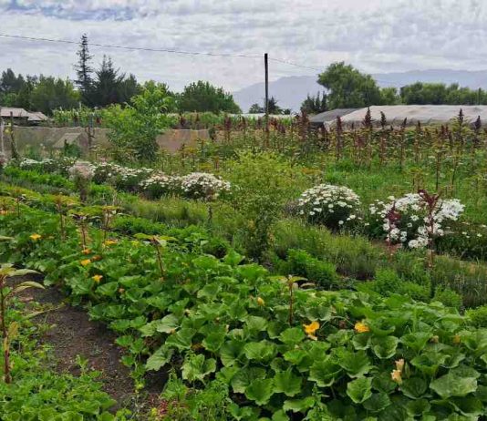 XI Congreso Latinoamericano de Agroecología 2026 Universidad de Chile será sede del XI Congreso Latinoamericano de Agroecología 2026