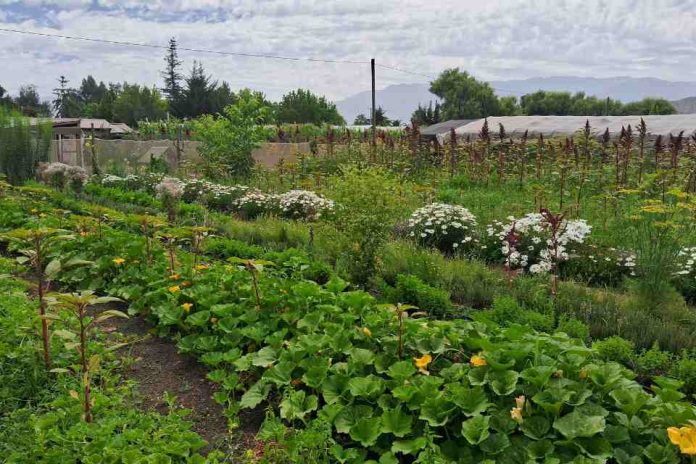Universidad de Chile será sede del XI Congreso Latinoamericano de Agroecología 2026 Universidad de Chile será sede del XI Congreso Latinoamericano de Agroecología 2026