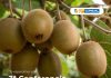 Copeval estuvo presenten en Kiwi Day 2026 con soluciones para potenciar la productividad del cultivo Copeval estuvo presenten en Kiwi Day 2026 con soluciones para potenciar la productividad del cultivo