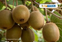 Copeval estuvo presenten en Kiwi Day 2026 con soluciones para potenciar la productividad del cultivo Copeval estuvo presenten en Kiwi Day 2026 con soluciones para potenciar la productividad del cultivo
