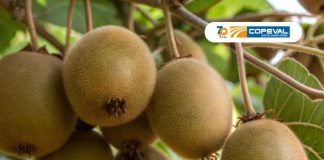 Copeval estuvo presenten en Kiwi Day 2026 con soluciones para potenciar la productividad del cultivo