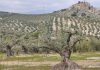 Reportaje | Cubiertas vegetales en cultivos leñosos mediterráneos: una estrategia clave para la conservación del suelo y la sostenibilidad agraria Cubiertas vegetales en cultivos leñosos mediterráneos