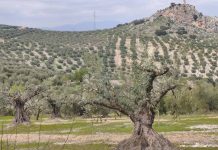 Reportaje | Cubiertas vegetales en cultivos leñosos mediterráneos: una estrategia clave para la conservación del suelo y la sostenibilidad agraria Cubiertas vegetales en cultivos leñosos mediterráneos