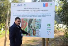 Reportaje | Cuncumén: laboratorio vivo donde el IICA Chile demuestra que regenerar suelos también es cosechar futuro Cuncumén