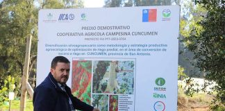 Reportaje | Cuncumén: laboratorio vivo donde el IICA Chile demuestra que regenerar suelos también es cosechar futuro Cuncumén
