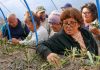 De una rama a un nuevo árbol: agricultores aprenden a multiplicar sus olivos centenarios De una rama a un nuevo árbol: agricultores aprenden a multiplicar sus olivos centenarios