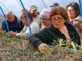 De una rama a un nuevo árbol: agricultores aprenden a multiplicar sus olivos centenarios De una rama a un nuevo árbol: agricultores aprenden a multiplicar sus olivos centenarios