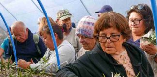 De una rama a un nuevo árbol: agricultores aprenden a multiplicar sus olivos centenarios