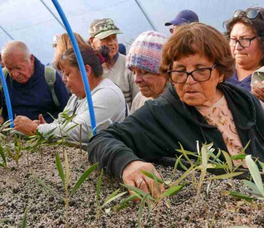 De una rama a un nuevo árbol: agricultores aprenden a multiplicar sus olivos centenarios De una rama a un nuevo árbol: agricultores aprenden a multiplicar sus olivos centenarios