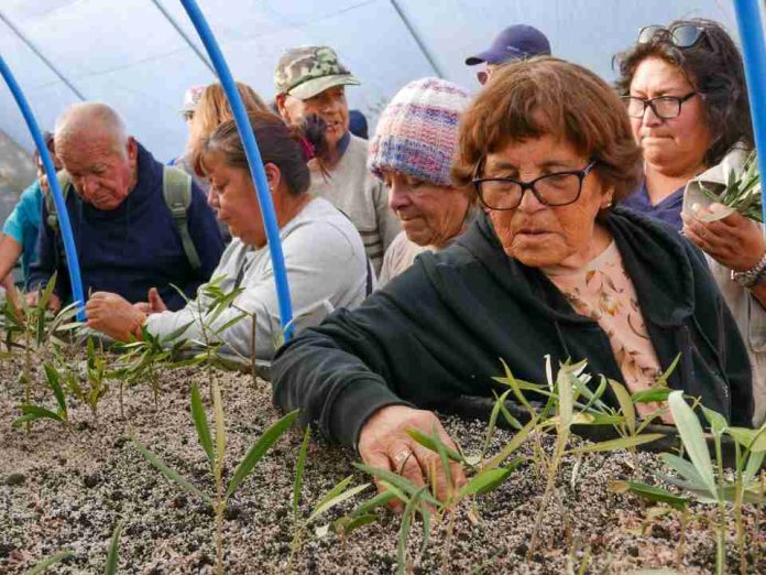De una rama a un nuevo árbol agricultores aprenden a multiplicar sus olivos centenarios De una rama a un nuevo árbol: agricultores aprenden a multiplicar sus olivos centenarios