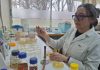 Desde la ciencia buscan aplicar probiótico para curar heridas en mascotas que son provocadas por bacterias nosocomiales y multirresistentes a antibióticos