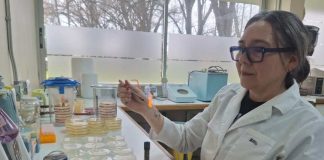 Desde la ciencia buscan aplicar probiótico para curar heridas en mascotas que son provocadas por bacterias nosocomiales y multirresistentes a antibióticos