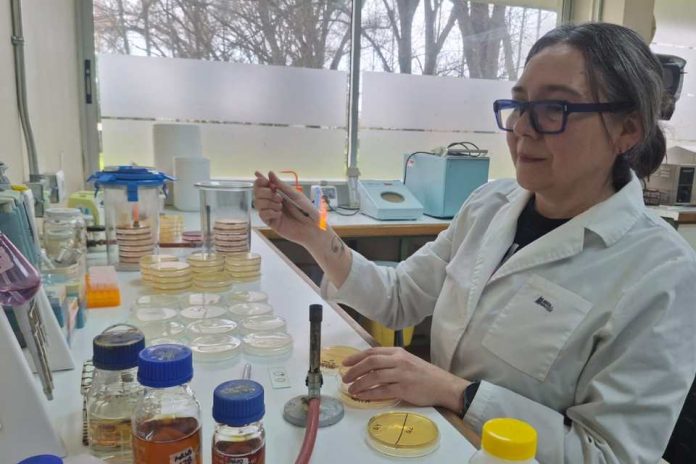Desde la ciencia buscan aplicar probiótico para curar heridas en mascotas que son provocadas por bacterias nosocomiales y multirresistentes a antibióticos