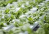 Desde los campos hasta la agricultura espacial, una nueva herramienta detecta el estrés hídrico en los cultivos antes de que sea visible Desde los campos hasta la agricultura espacial, una nueva herramienta detecta el estrés hídrico en los cultivos antes de que sea visible