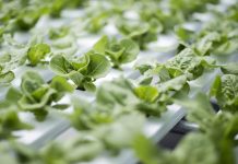 Desde los campos hasta la agricultura espacial, una nueva herramienta detecta el estrés hídrico en los cultivos antes de que sea visible Desde los campos hasta la agricultura espacial, una nueva herramienta detecta el estrés hídrico en los cultivos antes de que sea visible