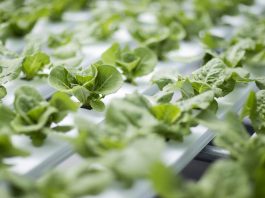 Desde los campos hasta la agricultura espacial, una nueva herramienta detecta el estrés hídrico en los cultivos antes de que sea visible Desde los campos hasta la agricultura espacial, una nueva herramienta detecta el estrés hídrico en los cultivos antes de que sea visible