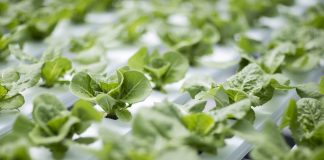 Desde los campos hasta la agricultura espacial, una nueva herramienta detecta el estrés hídrico en los cultivos antes de que sea visible