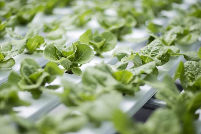 Desde los campos hasta la agricultura espacial, una nueva herramienta detecta el estrés hídrico en los cultivos antes de que sea visible Desde los campos hasta la agricultura espacial, una nueva herramienta detecta el estrés hídrico en los cultivos antes de que sea visible