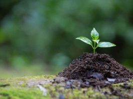 Día Internacional de la Conservación del Suelo: un llamado a repensar el vínculo entre alimentación, tierra y vida Día Internacional de la Conservación del Suelo un llamado a repensar el vínculo entre alimentación, tierra y vida
