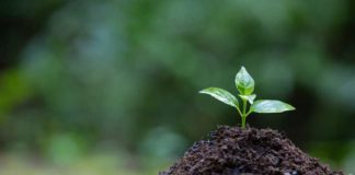 Día Internacional de la Conservación del Suelo: un llamado a repensar el vínculo entre alimentación, tierra y vida Día Internacional de la Conservación del Suelo un llamado a repensar el vínculo entre alimentación, tierra y vida