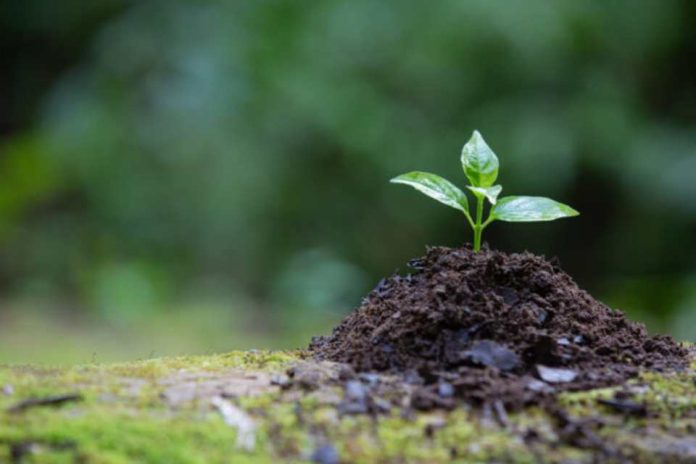 Día Internacional de la Conservación del Suelo un llamado a repensar el vínculo entre alimentación, tierra y vida Día Internacional de la Conservación del Suelo un llamado a repensar el vínculo entre alimentación, tierra y vida