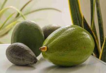 Diferencias entre aguacate hass y aguacate normal: ¿cuál escoger? Diferencias entre aguacate hass y aguacate normal: ¿cuál escoger?