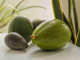 Diferencias entre aguacate hass y aguacate normal: ¿cuál escoger? Diferencias entre aguacate hass y aguacate normal: ¿cuál escoger?