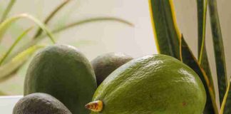 Diferencias entre aguacate hass y aguacate normal: ¿cuál escoger? Diferencias entre aguacate hass y aguacate normal: ¿cuál escoger?