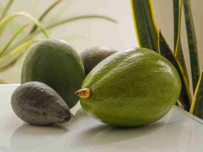 Diferencias entre aguacate hass y aguacate normal ¿cuál escoger Diferencias entre aguacate hass y aguacate normal: ¿cuál escoger?