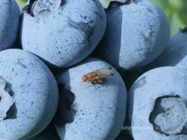 Con IA y datos climáticos buscarán reducir hasta en 60 % el impacto de Drosophila suzukii en berries chilenos Drosophila suzukii