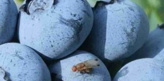 Con IA y datos climáticos buscarán reducir hasta en 60 % el impacto de Drosophila suzukii en berries chilenos Drosophila suzukii