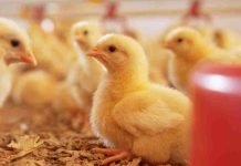 El 20% de la producción animal del mundo se pierde cada año por enfermedades que se pueden evitar El 20% de la producción animal del mundo se pierde cada año por enfermedades que se pueden evitar