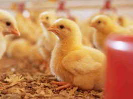 El 20% de la producción animal del mundo se pierde cada año por enfermedades que se pueden evitar El 20% de la producción animal del mundo se pierde cada año por enfermedades que se pueden evitar