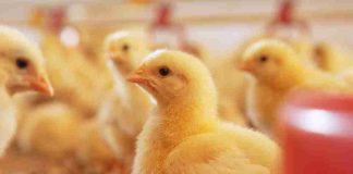 El 20% de la producción animal del mundo se pierde cada año por enfermedades que se pueden evitar
