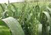El Niño puede reducir la oferta mundial de trigo y aceite de palma y aumentar la volatilidad de los mercados