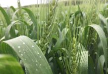 El Niño puede reducir la oferta mundial de trigo y aceite de palma y aumentar la volatilidad de los mercados