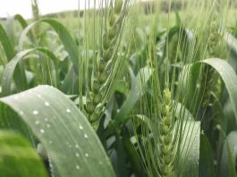 Reportaje | El Niño puede reducir la oferta mundial de trigo y aceite de palma y aumentar la volatilidad de los mercados El Niño puede reducir la oferta mundial de trigo y aceite de palma y aumentar la volatilidad de los mercados