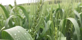 Reportaje | El Niño puede reducir la oferta mundial de trigo y aceite de palma y aumentar la volatilidad de los mercados El Niño puede reducir la oferta mundial de trigo y aceite de palma y aumentar la volatilidad de los mercados
