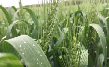 Reportaje | El Niño puede reducir la oferta mundial de trigo y aceite de palma y aumentar la volatilidad de los mercados El Niño puede reducir la oferta mundial de trigo y aceite de palma y aumentar la volatilidad de los mercados