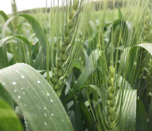Reportaje | El Niño puede reducir la oferta mundial de trigo y aceite de palma y aumentar la volatilidad de los mercados El Niño puede reducir la oferta mundial de trigo y aceite de palma y aumentar la volatilidad de los mercados