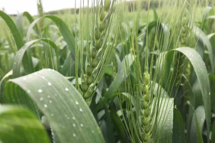 El Niño puede reducir la oferta mundial de trigo y aceite de palma y aumentar la volatilidad de los mercados El Niño puede reducir la oferta mundial de trigo y aceite de palma y aumentar la volatilidad de los mercados