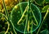 El conocimiento detrás de los bioestimulantes: la propuesta de Timac Agro para una agricultura más eficiente El conocimiento detrás de los bioestimulantes: la propuesta de Timac Agro para una agricultura más eficiente