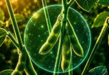 El conocimiento detrás de los bioestimulantes: la propuesta de Timac Agro para una agricultura más eficiente El conocimiento detrás de los bioestimulantes: la propuesta de Timac Agro para una agricultura más eficiente