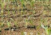 El «milagro» de los nogales en Pirque: Fertilizante natural revive predio en quiebra y dispara producción en un 22% El "milagro" de los nogales en Pirque: Fertilizante natural revive predio en quiebra y dispara producción en un 22%