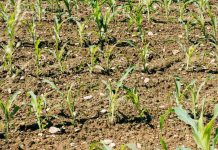 El «milagro» de los nogales en Pirque: Fertilizante natural revive predio en quiebra y dispara producción en un 22% El "milagro" de los nogales en Pirque: Fertilizante natural revive predio en quiebra y dispara producción en un 22%