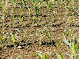 El «milagro» de los nogales en Pirque: Fertilizante natural revive predio en quiebra y dispara producción en un 22% El "milagro" de los nogales en Pirque: Fertilizante natural revive predio en quiebra y dispara producción en un 22%