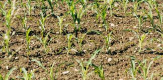 El «milagro» de los nogales en Pirque: Fertilizante natural revive predio en quiebra y dispara producción en un 22% El "milagro" de los nogales en Pirque: Fertilizante natural revive predio en quiebra y dispara producción en un 22%