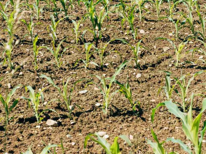 El milagro de los nogales en Pirque Fertilizante natural revive predio en quiebra y dispara producción en un 22% El